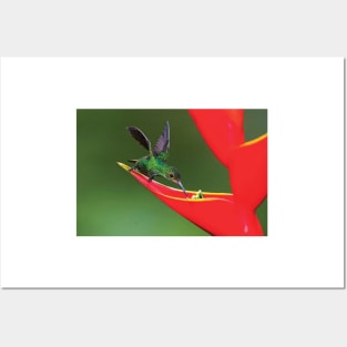 Fiery Throated Hummingbird  Feeding On Red Wildflower Posters and Art